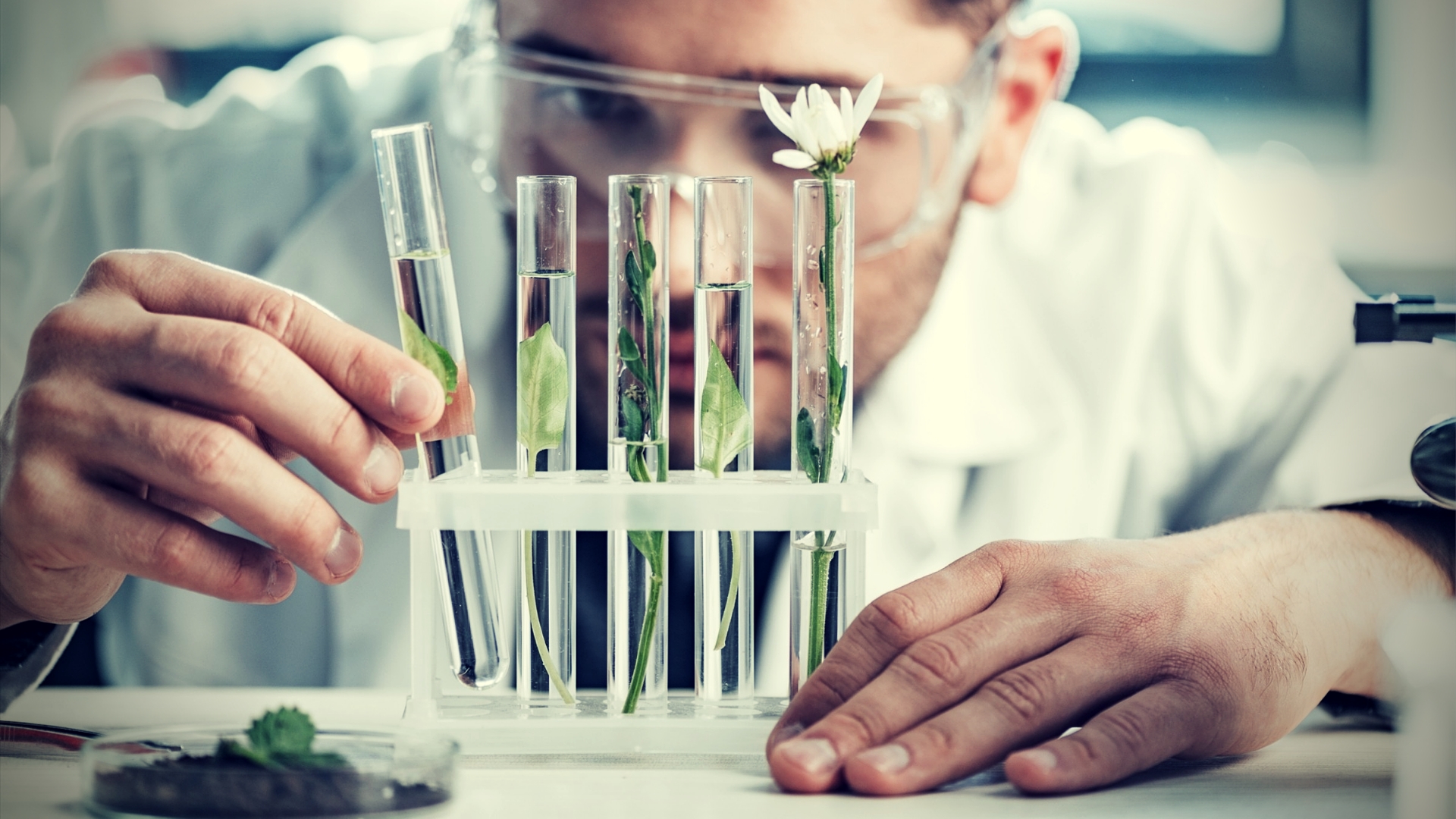 Pueraria Mirifica Trans Dosage